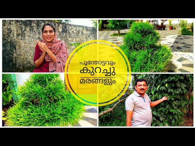 Home Garden Tour ഉം പിന്നെ കുറച്ചു മരങ്ങളും 🥰  part-3  | Gardening Malayalam | Boarder Grass