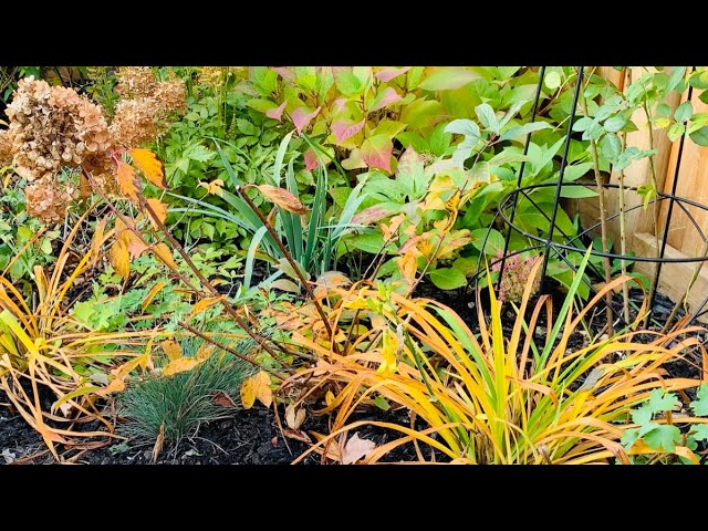 Fall Gardening Part 2: Transplanting & Dividing Paniculata Hydrangeas