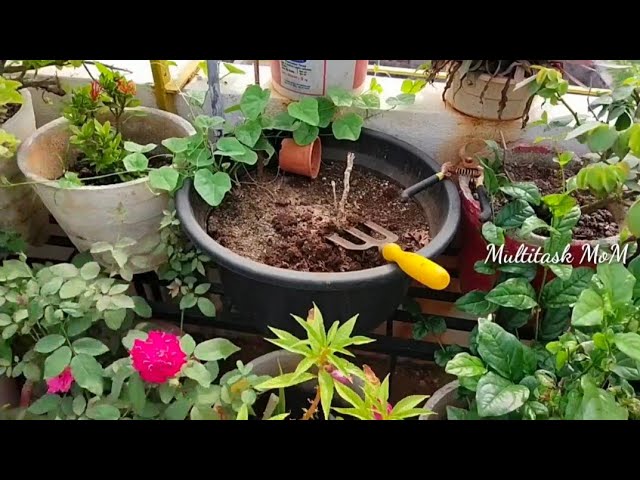 Gardening work |what I did in My Garden Today |Terrace Garden cleaning|organic terrace|Multitask MoM