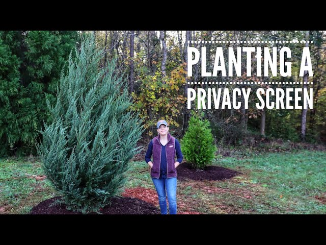 Planting a Privacy Screen // Gardening with Creekside