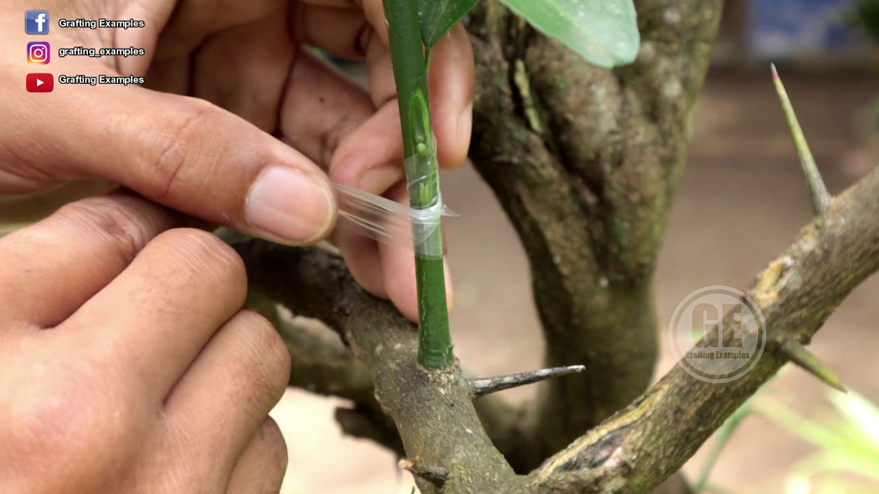 How To patch Grafting Trees Gardening Hacks Full HD