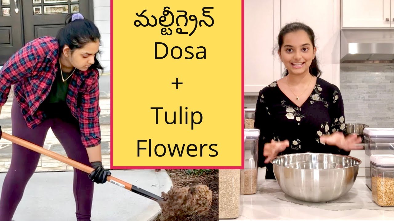 Multigrain Dosa & Tulip Flowers || Telugu Vlogs in USA || Gardening & Batter || English Subs || A&C