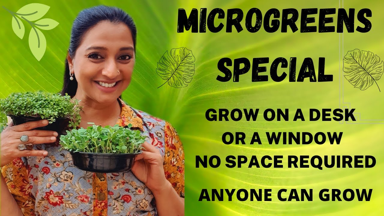 Easiest Microgreens | Grow Microgreens | Zero Space Gardening | Actress Gayatrijayaraman Garden |