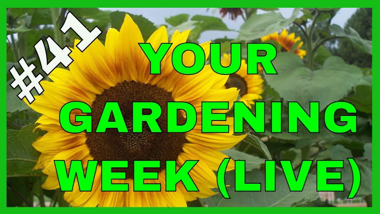 Seeds, Seasons, & Solstice (Gardening Q&A)