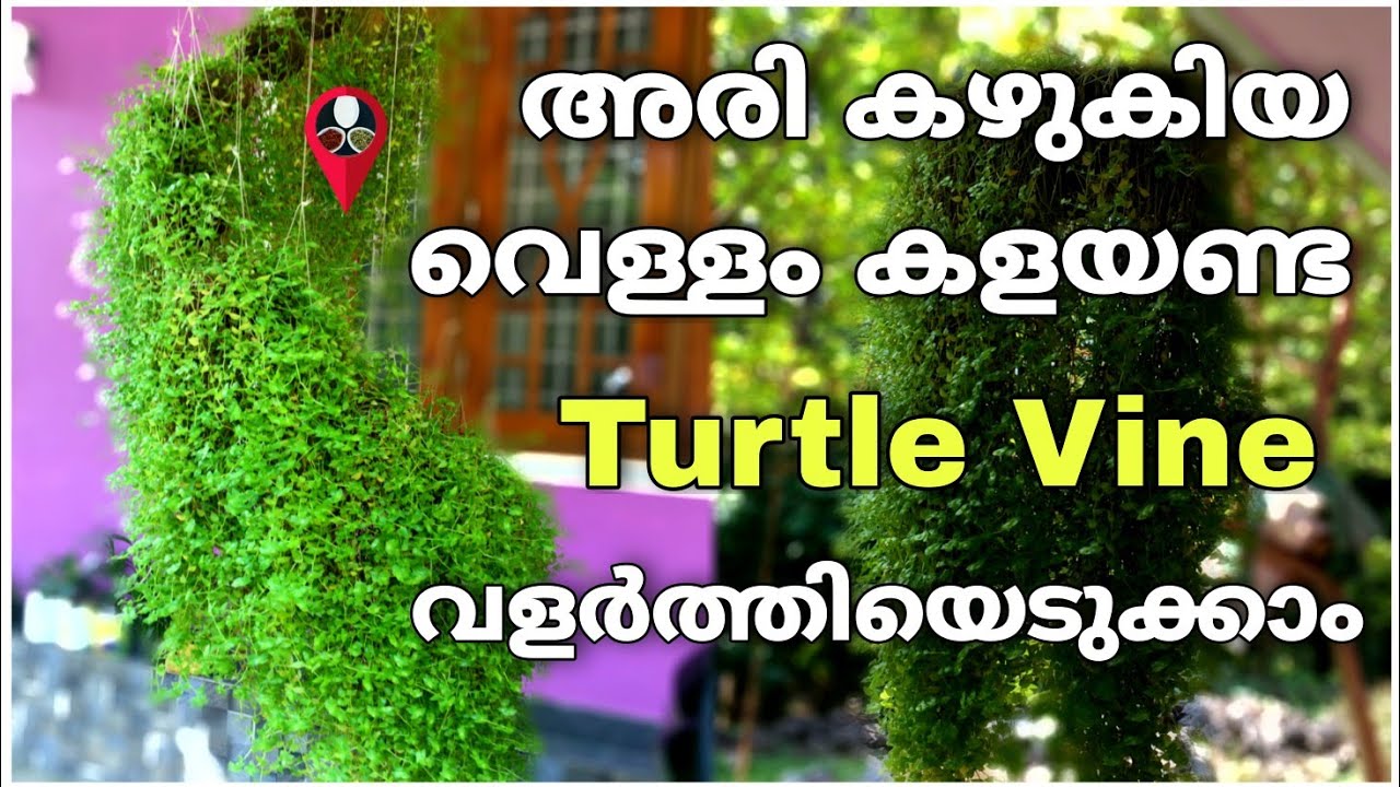 Turtle vine growth & gardening tips in malayalam | Turtle vine hanging plant fast growing | krishi