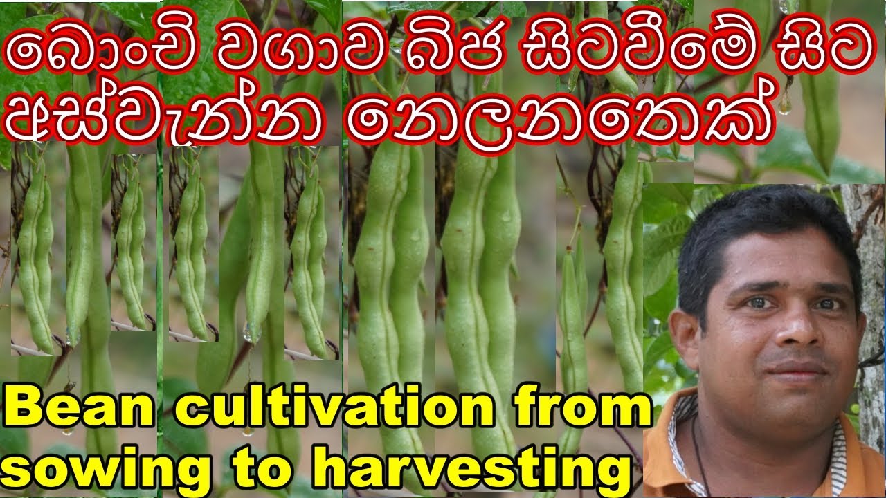 Bean cultivation බොංචි වගාව  bonchi wagawa Home gardening ගෙවතු වගාව gewathu wagawa Organic farming