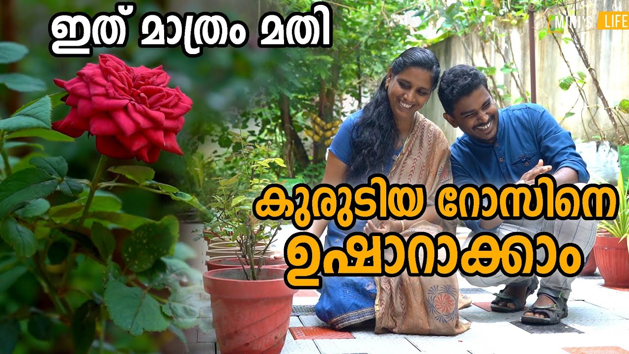 റോസിന്റെ മഴക്കാല പരിചരണം | Rose gardening Tips |  Rose Plant Care in Malayalam