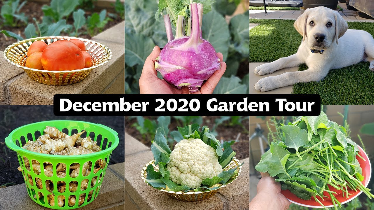 California Gardening December 2020 Garden Tour - Winter Harvests, Garden Tips & Our Lab Puppy!