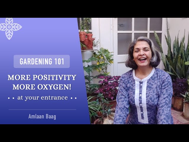 Gardening 101 | More Oxygen At Your Entrance | ऑक्सीजन से भरपूर ये आसान पौधे लगाएं मुख्य द्वार पर