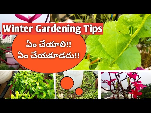 8 Tips for winter gardening| Winter Care of Plants|How to care  for Plants in Winter
