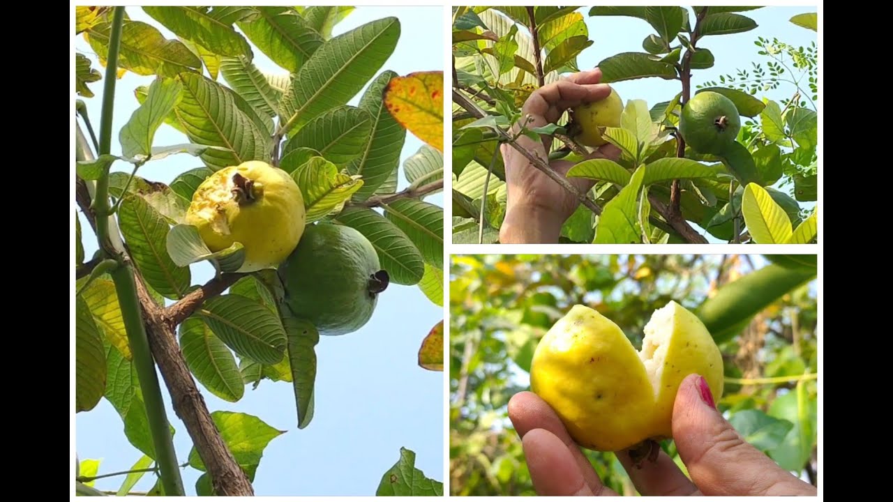 మిద్దె తోటలో విత్తనాలు పడి మొలిచిన జామచెట్టు/ఎంత తొందరగా కాయలు/Terrace gardening/Guava