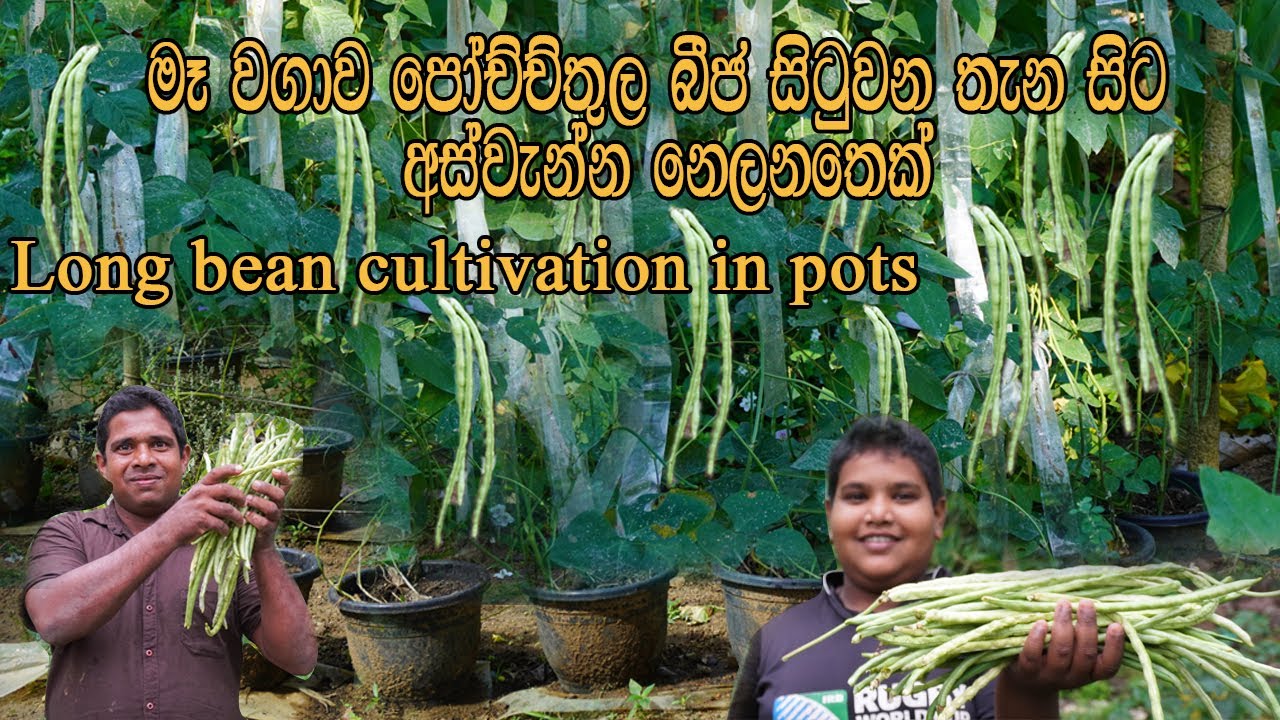 long bean cultivation in pots මෑ වගාව පොච්චිතුල  Home gardening ගෙවතු වගාව me wagawa badhunthula