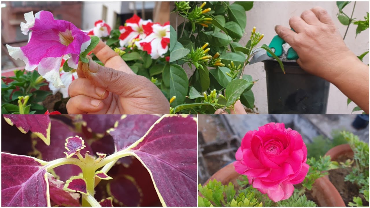 3 Rules for Maximum Plant Growth || 3 Gardening Rules || Fun Gardening