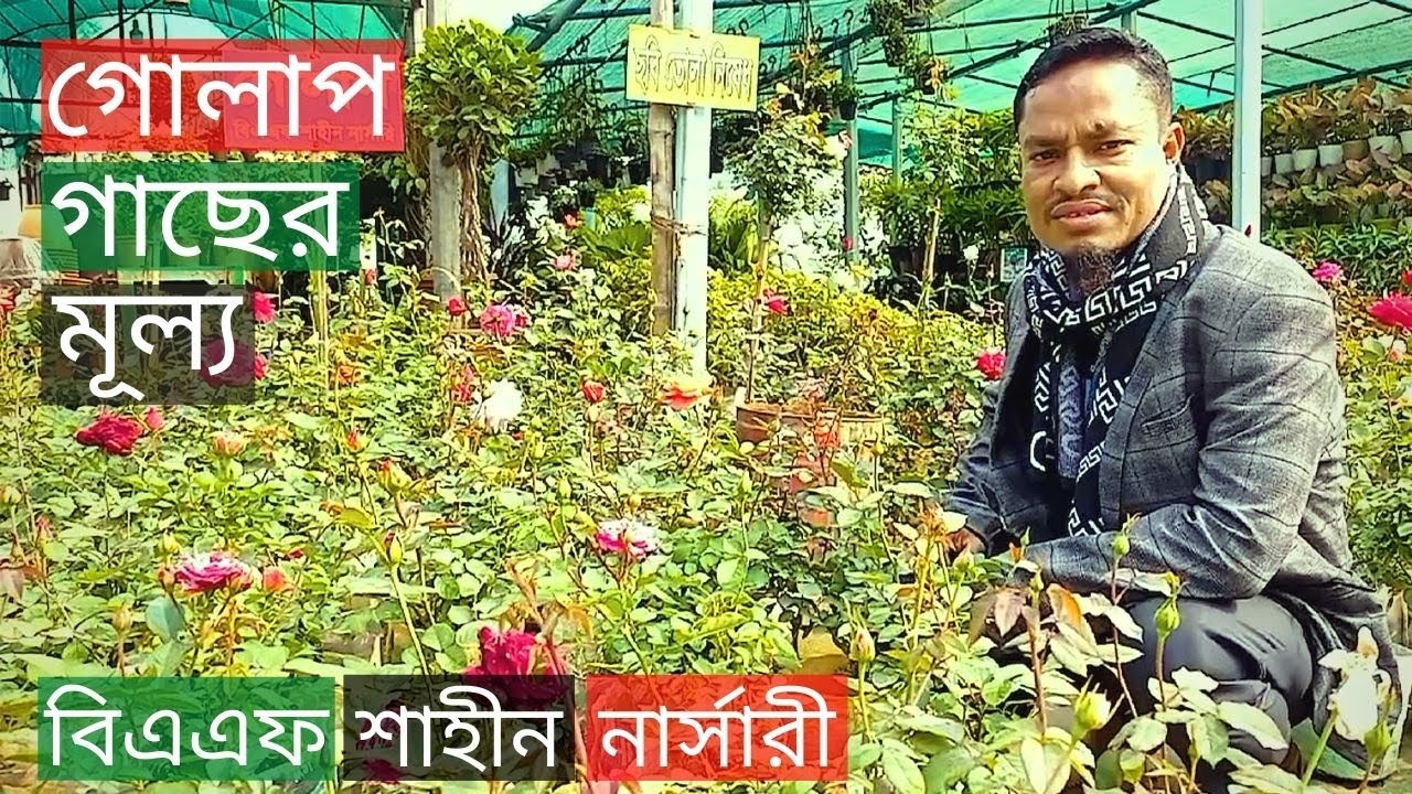 Rose Plants Price In BAF Shaheen Nursery🌹গোলাপ গাছের মূল্য🌷Gardening Bangladesh