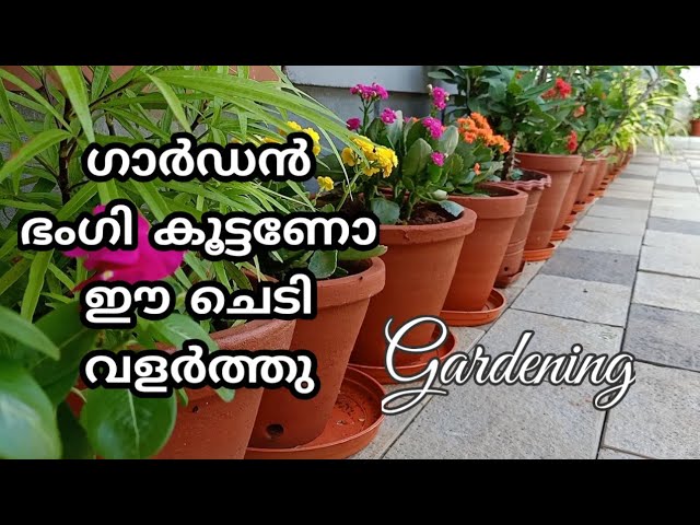 ഗാർഡൻ ഭംഗി കൂട്ടണോ  ഈ ചെടി വളർത്തു/Gardening Malayalam/Garden Tips/Garden tour/Zain World