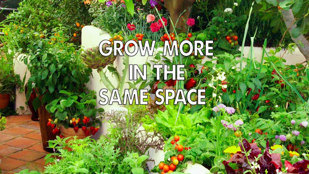 Grow MORE in the SAME Space - Intensive Vegetable Gardening! 🍅 🍆 🥑 🥦 🌶 🌽