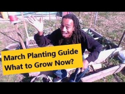 MARCH PLANTING GUIDE | What You Can Grow Directly In The Ground | Gardening For Beginners & Pro's!