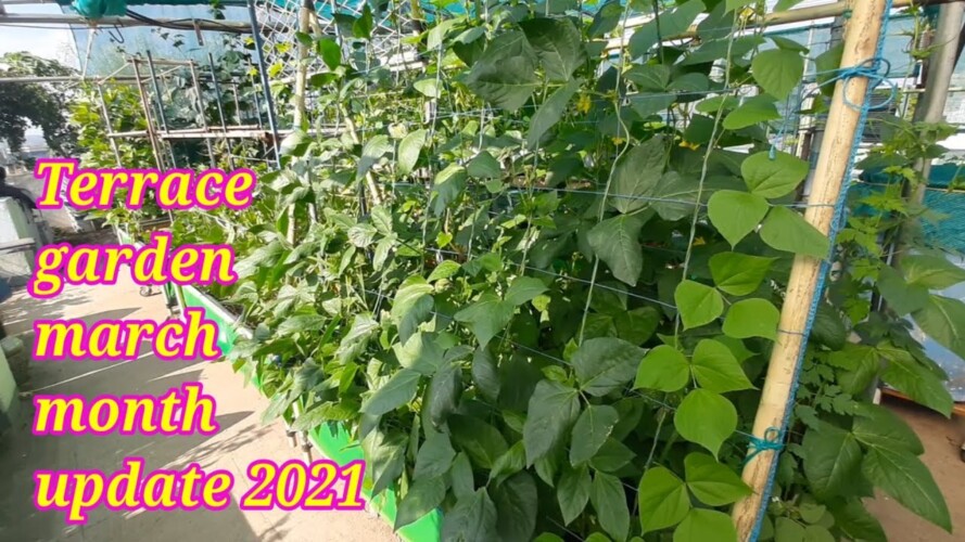 terrace garden march month update 2021|| guna gardening ideas garden tour