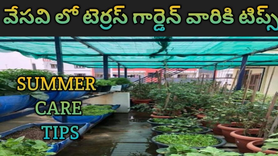 plants in summer- summer gardening tips- summer plant care.