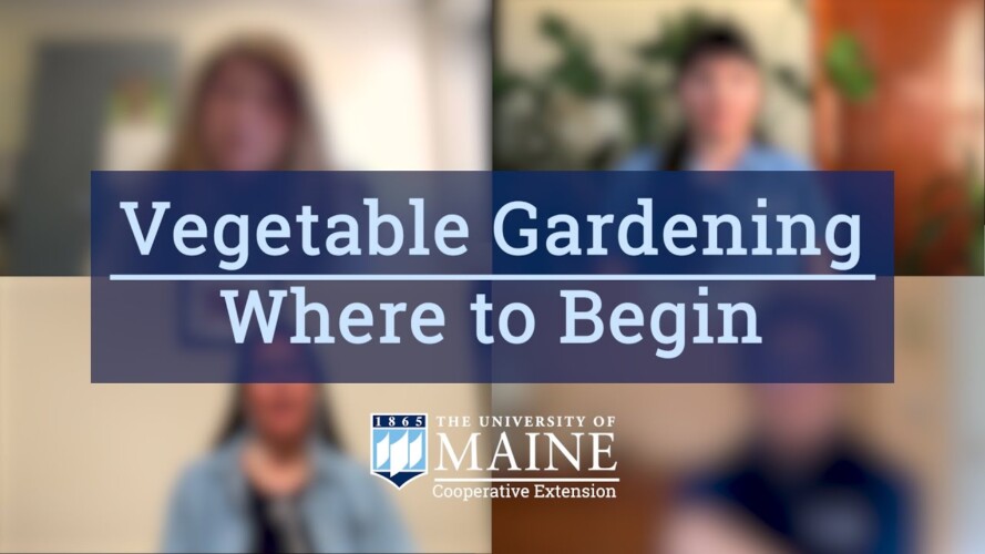 Victory Garden for ME: Vegetable Gardening: Where to Begin