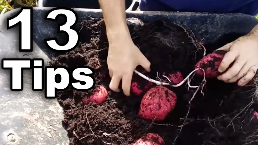 13 Awesome Tips to Growing Determinate Potatoes in Containers