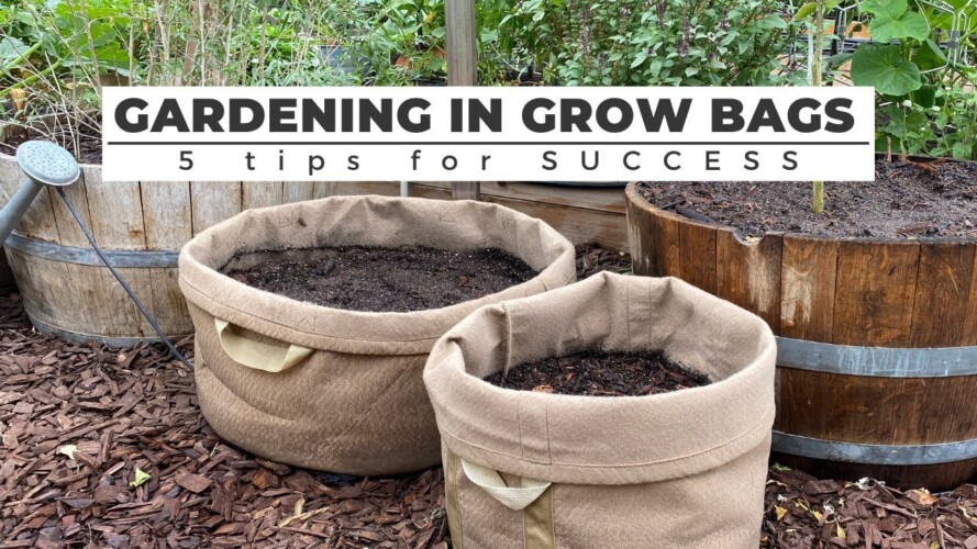 Gardening in GROW BAGS: 5 Tips for SUCCESS