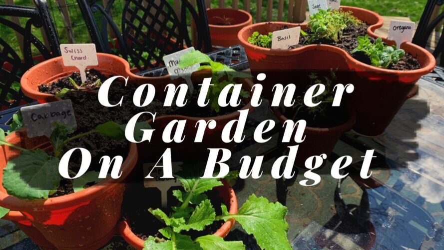 Container Gardening On A Budget | Dollar Tree