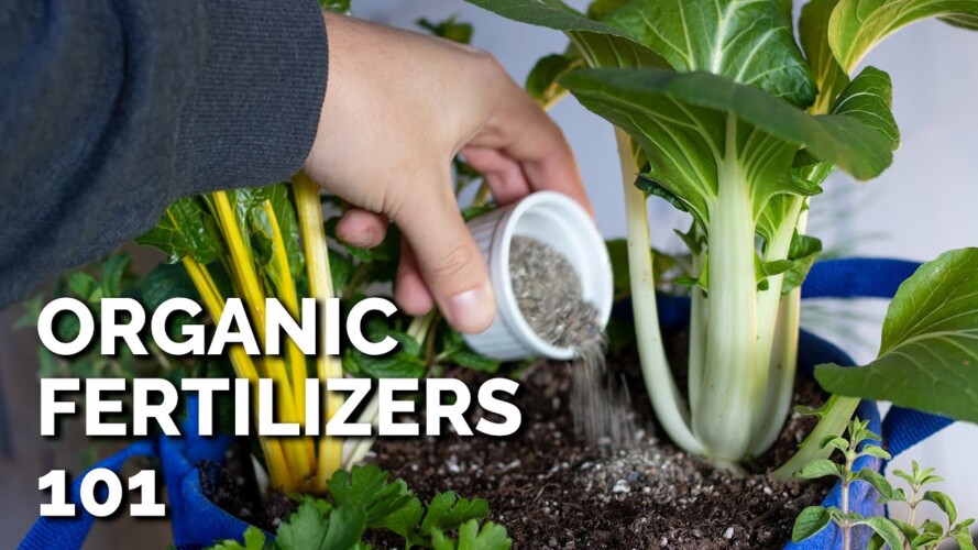 14 Organic Fertilizers and How to Use Them