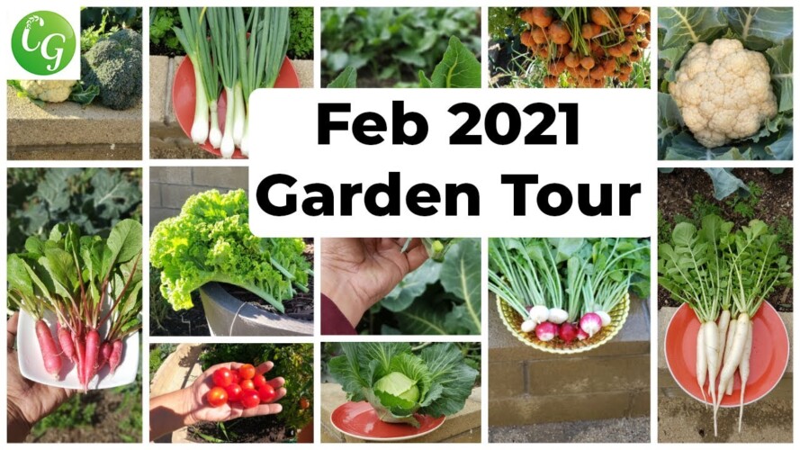 Feb 2021 FULL Garden Tour - Harvests, Gardening Tips, Things To Do & More!