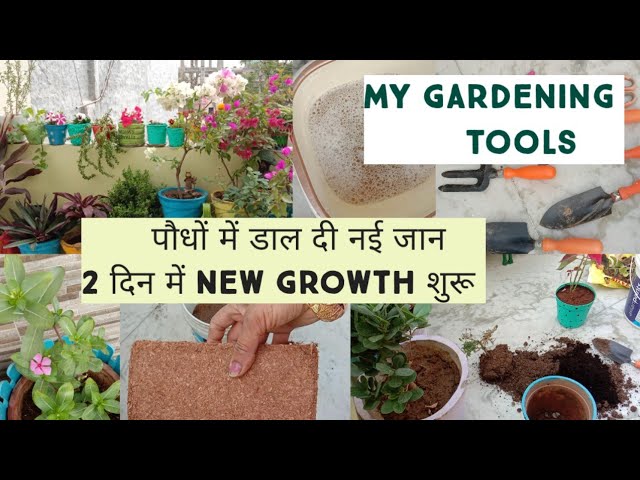 Liquid Fertilizer And Gardening Tools/New Growth in 2 Days with Plants update