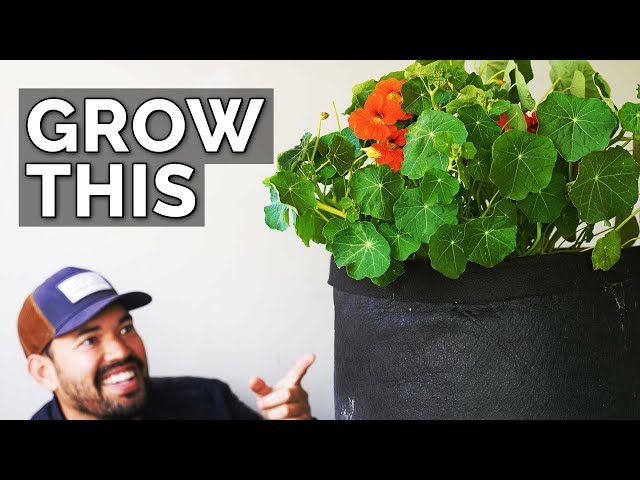 Nasturtiums: The Plant You're Not Growing (But Should Be)