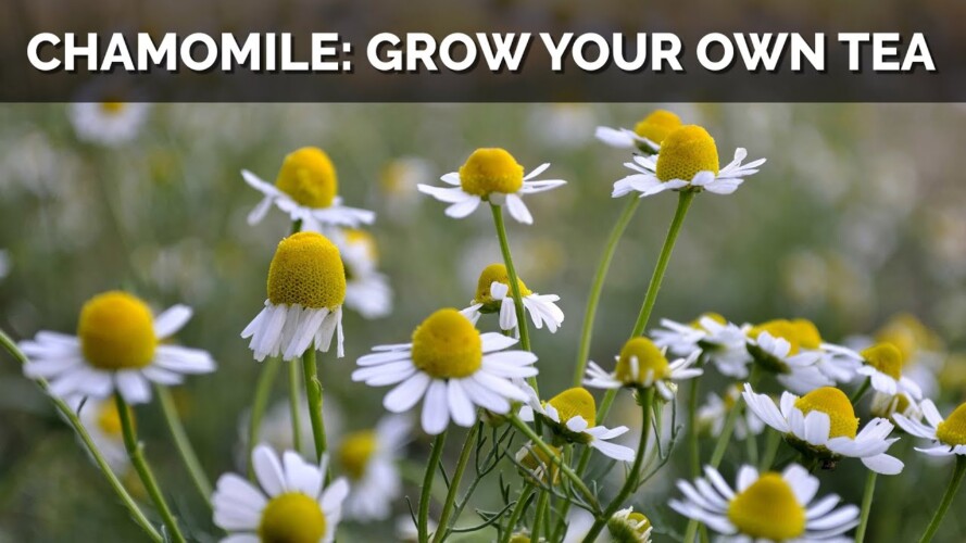 How to Grow Chamomile From Seed (And Make Your Own Tea)
