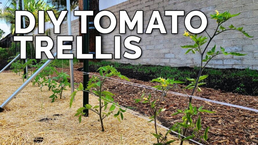 3 DIY Tomato Trellis Ideas, Perfect for ANY Budget 🍅