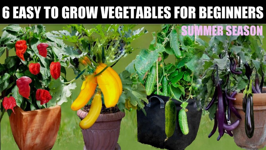 6 Easiest Vegetables For Summer Season | Seed To Harvest