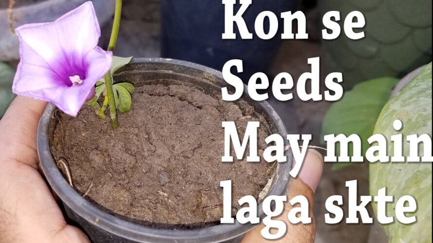 May Main Kon Se Plants Laga Skte Hain | Summer Gardening Tips | Dream Garden