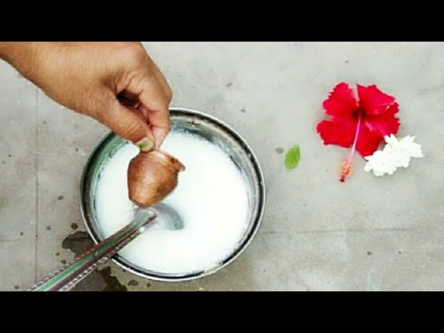 खराब दूध के 4 बड़े फायदे gardening मे 4 Benefit of sour milk in plants.Curd for plants