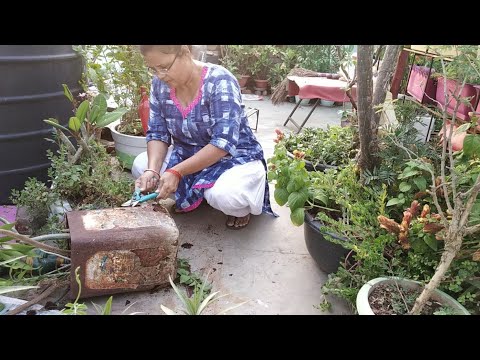 Gardening Vlogs ऐसा क्या हुआ ये जरूरी काम इतनी गरमी मे भी करने पड़े Monday evening gardening works