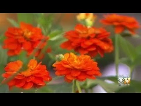 Gardening 101: Now's The Time To Switch Annual Plants