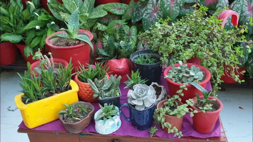 Summer Care Tips for Succulents - Save Succulents in Summer || Fun Gardening