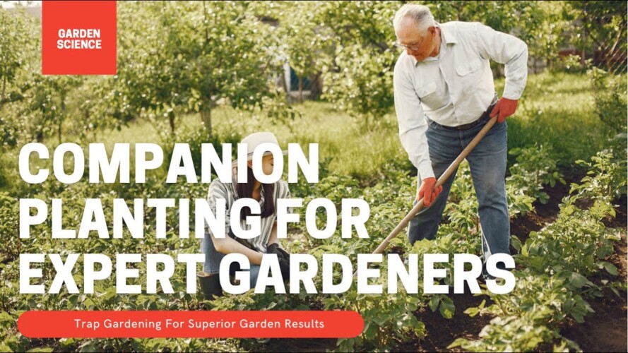 Trap Gardening | The Expert Gardeners Way Of Companion Planting | Gardening in Canada