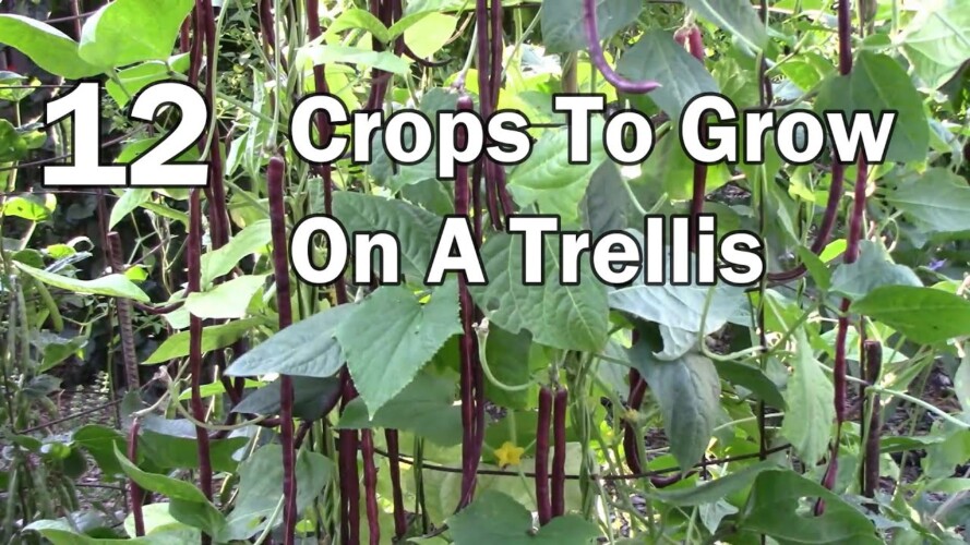 Vertical Gardening - 12 Vegetables That Can Be Grown On A Trellis