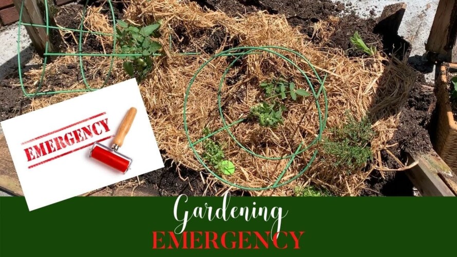 Garden Emergency| Gardening Advice |Gardening 101-Epic Gardening