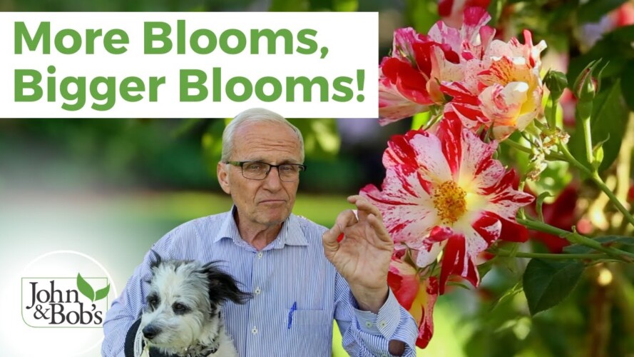 Gardening Secrets | How To Get Better Blooms This Spring & Summer