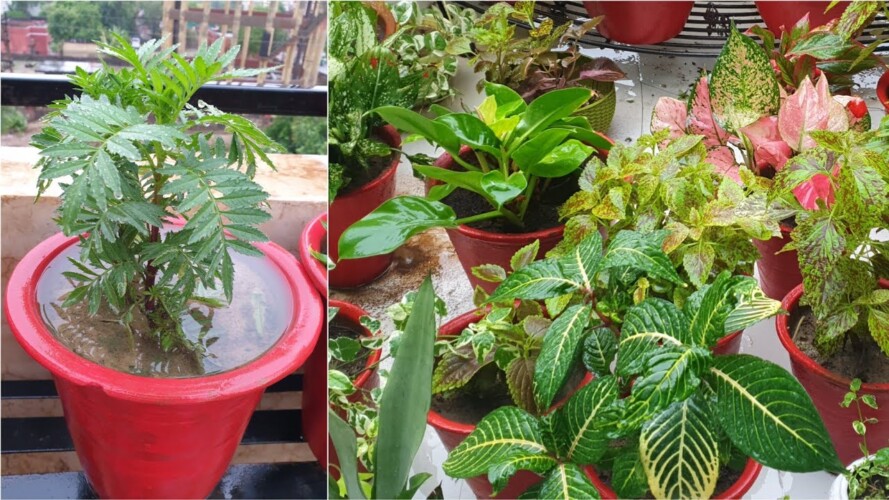 Do This to Save Your Plants on Rainy Day - Rainy Day Gardening Vlog || Fun Gardening