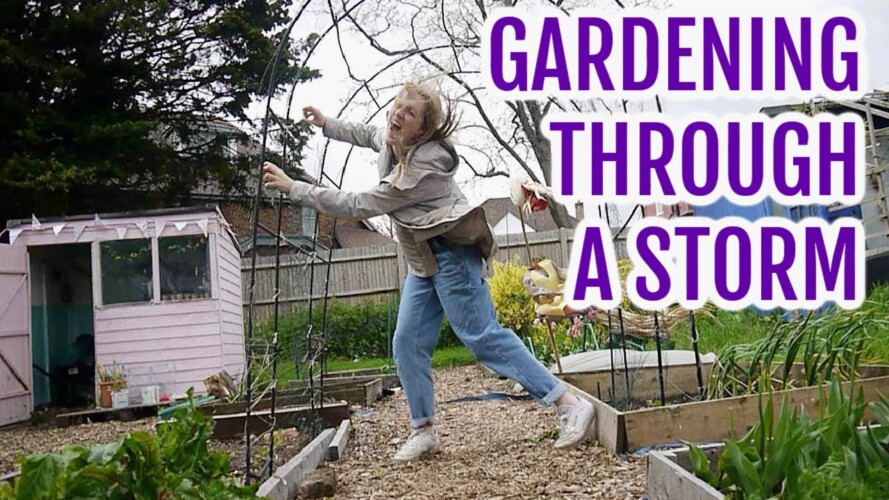 GARDENING THROUGH A STORM / MAY 2021 / EMMA'S ALLOTMENT DIARIES