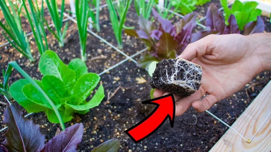 8 Beginner Gardening Mistakes You Must Avoid when Transplanting into the Garden