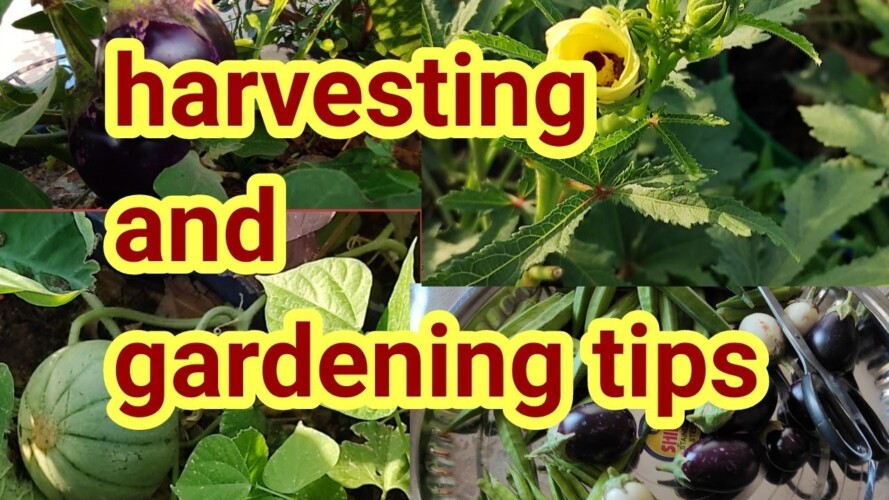 harvesting and gardening tips।। how can we grow vegetables on terrace