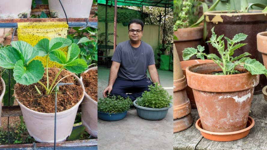 How to Start Gardening in Lockdown | Gardening in water | Without Seeds.