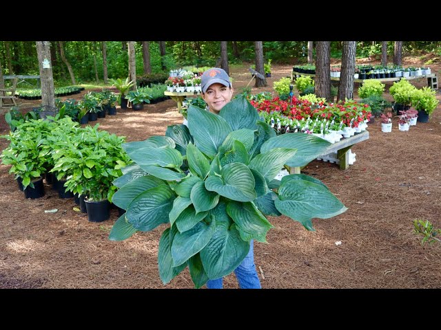 Look at this Massive Hosta! - Mid May Nursery Tour | Gardening with Creekside