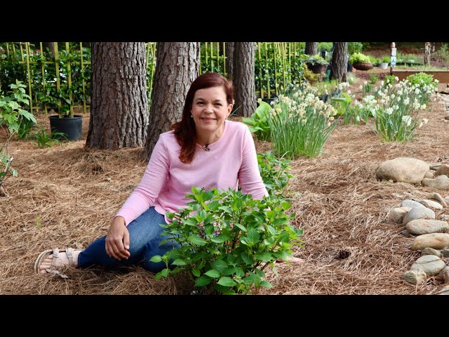 New Trial Gardens | Gardening with Creekside